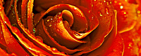 Syntia Rose 1. Декор (20x50)