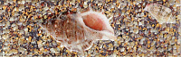 Адриатика Ракушки коричневые 271962/2. Бордюр (8x25)