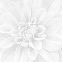 Crisantemo 36-05-00-463-0. Панно (60x60)